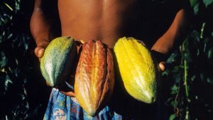 ERES LA FLOR DEL CACAO