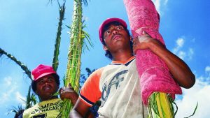 palmeros de chacao