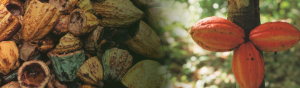 Cacao