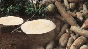 Yuca casabe
